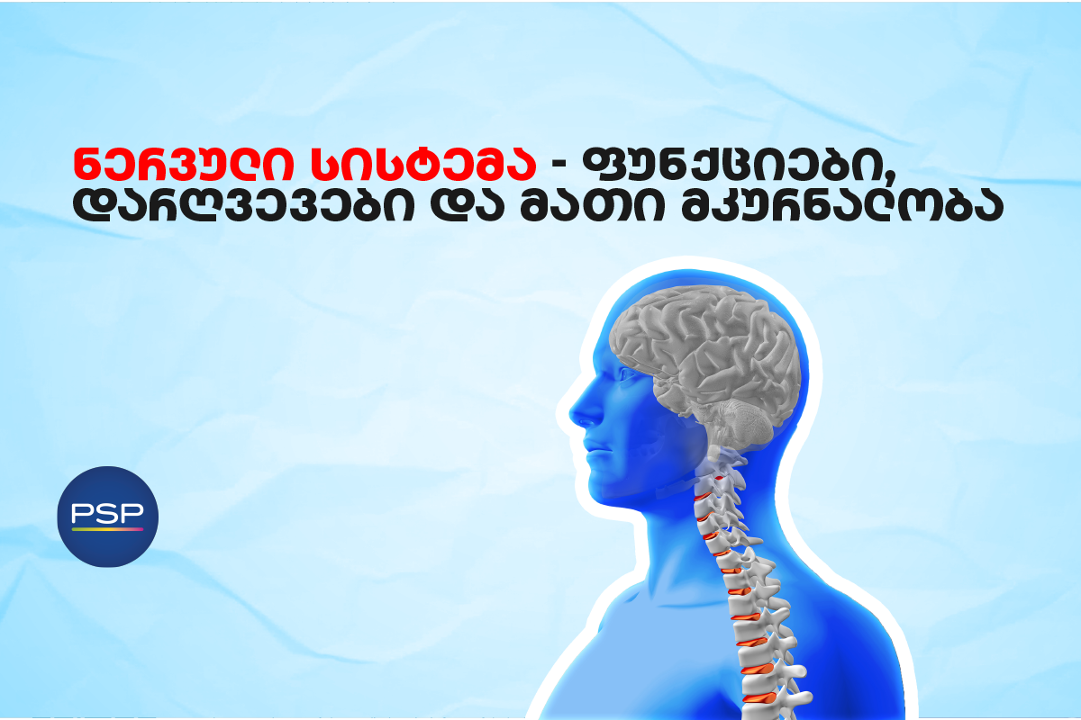 ნერვული სისტემა — ფუნქციები, დარღვევები და მათი მკურნალობა 